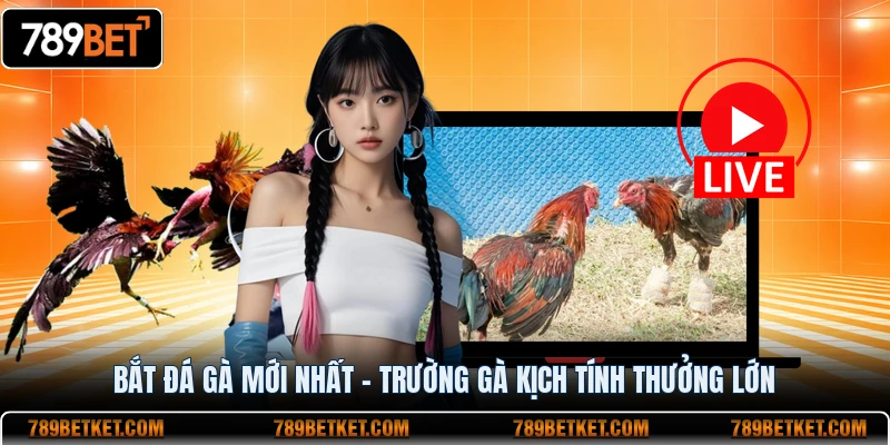 Bắt đá gà mới nhất trường gà thưởng lớn